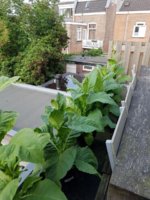 IMG-20170801-WA0002.jpg