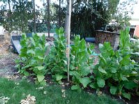 Tobacco Seedlings 8-15-17 93 Conn.jpg Tobacco Seedlings 8-15-17 93 Conn.jpg