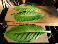 Tobacco Seedlings 8-18-17 105.jpg