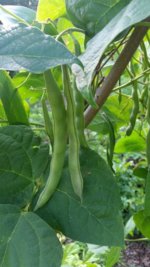 beanses.jpg