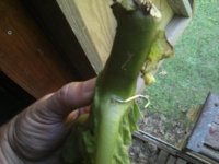 IMG_20170823_173954.jpg
