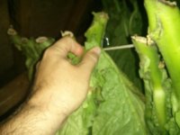 IMG_20170823_174020.jpg