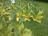 IMG_20170824_160954.jpg