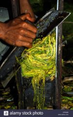 Attempt at making sun-cured rajangan | Fair Trade Tobacco