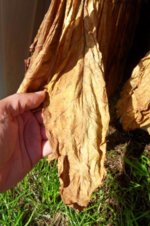 light_brown_OD_02.jpg light_brown_OD_02.jpg