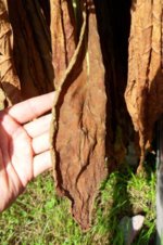 dark_brown_OD_01.jpg dark_brown_OD_01.jpg