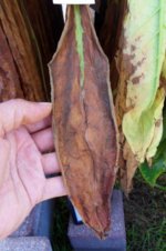 dark_brown_OD_02.jpg dark_brown_OD_02.jpg