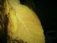 IMG_20170907_191427.jpg IMG_20170907_191427.jpg