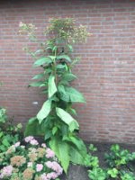 IMG-20170909-WA0001.jpg