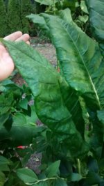 IMG_20170913_075216612.jpg
