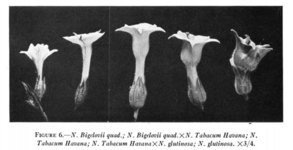 Flowers A.jpg Flowers A.jpg