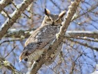 great_horned_owl_markusclement.jpg