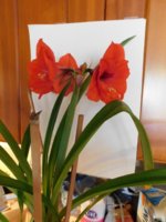 Amaryllis fall 2017.jpg Amaryllis fall 2017.jpg