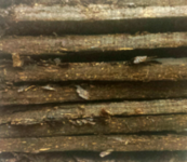 cigarplug2.png