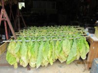 when to pick tobacco Tobacco Harvest by Olivier Le Queinec