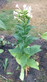 IMG_20170912_072315479~2.jpg