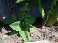 new_growth.jpg
