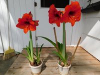 amaryllis 2018.jpg amaryllis 2018.jpg
