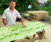 How I sun cure | Fair Trade Tobacco
