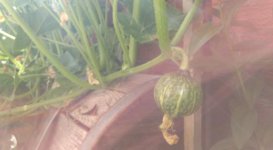 IMG_20180621_171111005~2.jpg