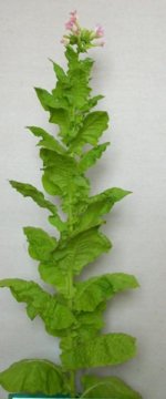 srednogorska-yaka.jpg