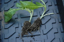 tobacco seedlings 004.jpg