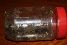 jar green house.jpg