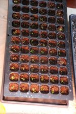 seedlings.jpg