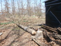 woodcutting 009.JPG