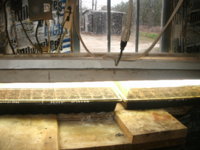 seedlings 004.JPG