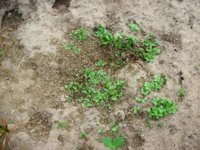 100_2306.jpg 100_2306.jpg