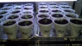 2013-03-31_17-40-12_970.jpg