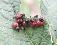 220px-Potato_beetle_larvae.jpg