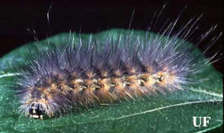 saltmarsh_caterpillar06.jpg
