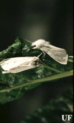 saltmarsh_caterpillar01.jpg