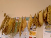 IMG_20130408_121827.jpg