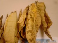 IMG_20130408_121821.jpg