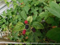 garden 2018 - 2.jpg