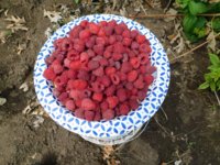 garden 2018 - 8.jpg garden 2018 - 8.jpg