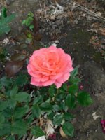 roses 2018 - 1.jpg