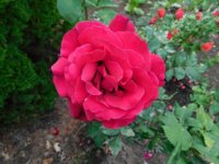 roses 2018 - 3.jpg roses 2018 - 3.jpg