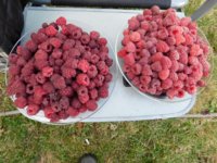 garden 2018 - 9.jpg garden 2018 - 9.jpg
