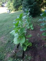 IMG_20180714_182118582.jpg
