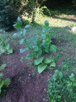 IMG_20180714_182122816.jpg