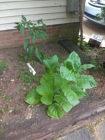 IMG_20180714_182204023.jpg
