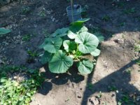 Tobacco Seedlings 7-15-18 -43 tern 7.jpg