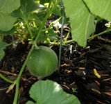IMG_20180716_075641338~2.jpg