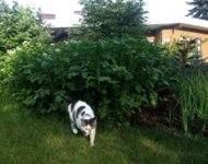 IMG_20180716_075448336~2.jpg