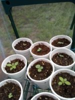 15318554035161725217600.jpg 15318554035161725217600.jpg