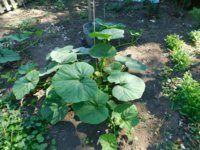 squash 7-22-18.jpg squash 7-22-18.jpg
